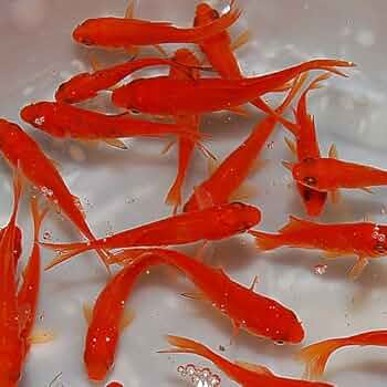 えさきんぐ様 51+W8vbxbZL._UF350,350_QL50_.jpg